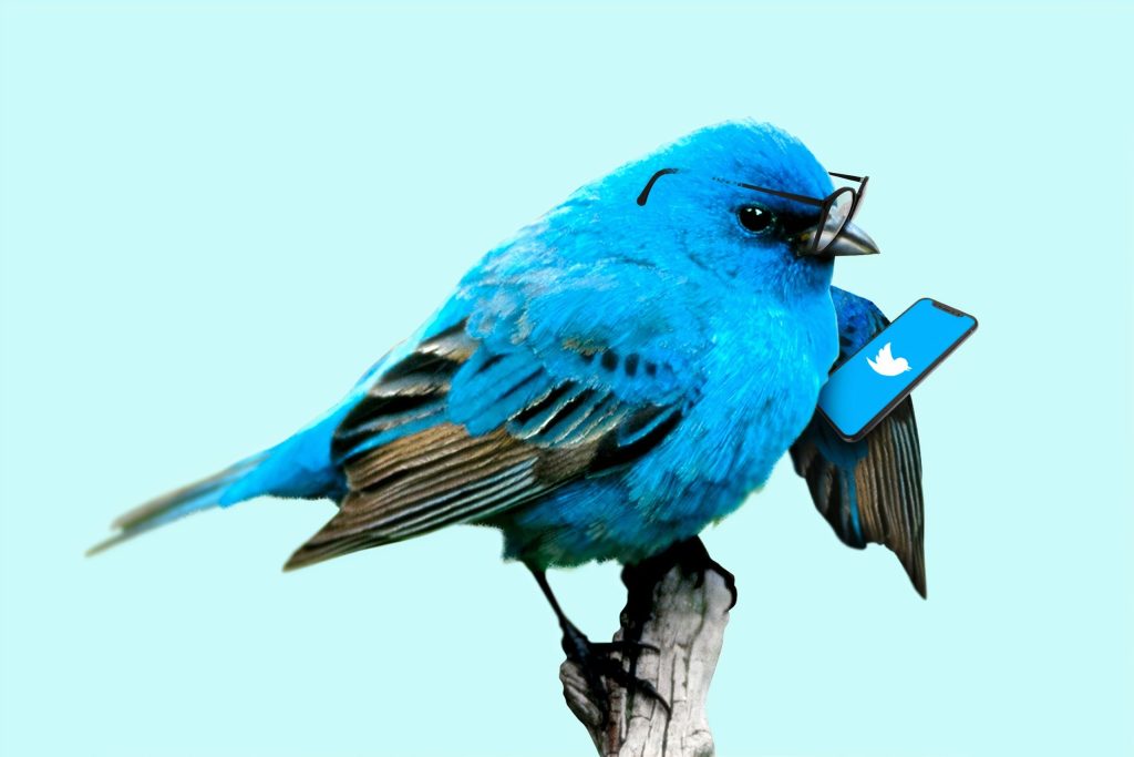 twitter bird